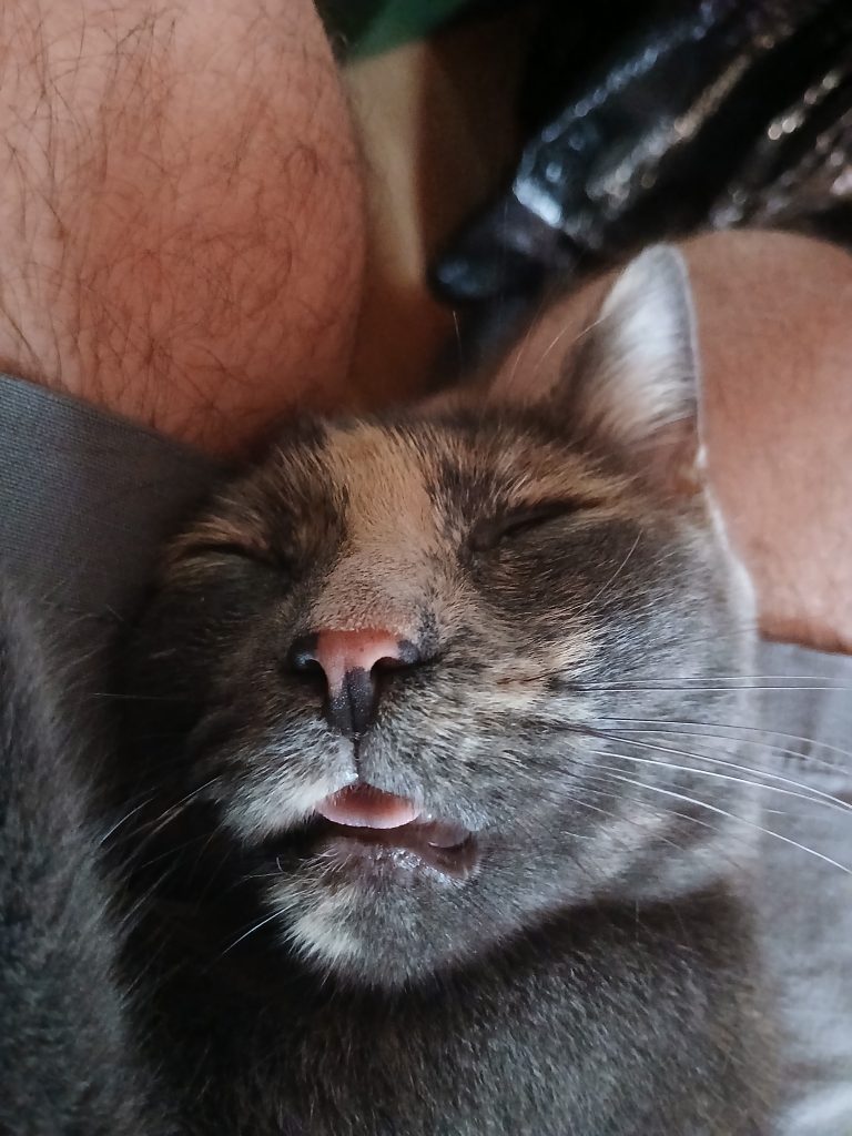 Rediculus Sleeping Cat Face